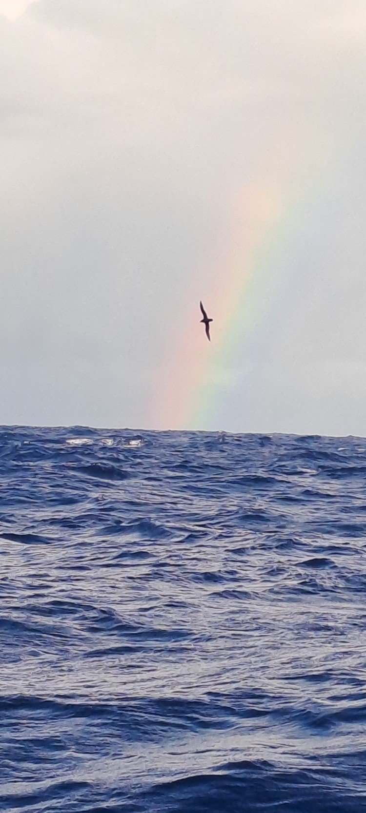 20250302 Petrel et arc en ciel